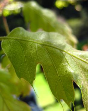 Fotografia 4 da espécie Quercus kelloggii no Jardim Botânico UTAD