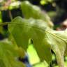 Fotografia 4 da espécie Quercus kelloggii do Jardim Botânico UTAD