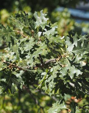 Fotografia 5 da espécie Quercus kelloggii no Jardim Botânico UTAD