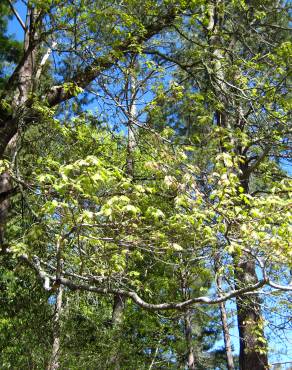Fotografia 6 da espécie Quercus kelloggii no Jardim Botânico UTAD