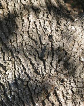 Fotografia 7 da espécie Quercus kelloggii no Jardim Botânico UTAD