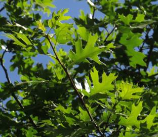 Fotografia da espécie Quercus kelloggii