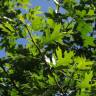 Fotografia 10 da espécie Quercus kelloggii do Jardim Botânico UTAD