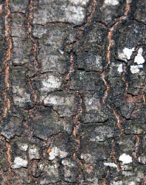 Fotografia 12 da espécie Quercus kelloggii no Jardim Botânico UTAD