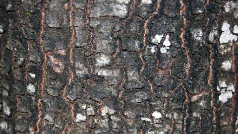 Fotografia da espécie Quercus kelloggii