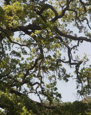 Fotografia 13 da espécie Quercus kelloggii no Jardim Botânico UTAD