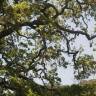 Fotografia 13 da espécie Quercus kelloggii do Jardim Botânico UTAD