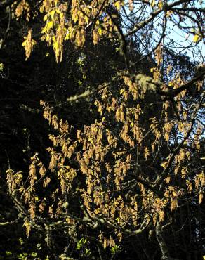 Fotografia 14 da espécie Quercus kelloggii no Jardim Botânico UTAD