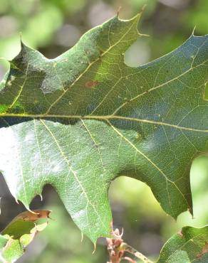 Fotografia 17 da espécie Quercus kelloggii no Jardim Botânico UTAD