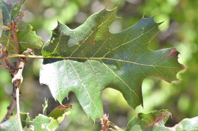 Fotografia da espécie Quercus kelloggii