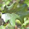 Fotografia 17 da espécie Quercus kelloggii do Jardim Botânico UTAD