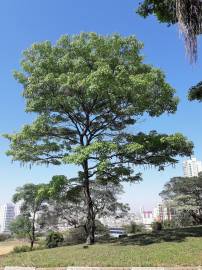 Fotografia da espécie Handroanthus impetiginosus