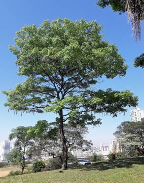 Fotografia 2 da espécie Handroanthus impetiginosus no Jardim Botânico UTAD