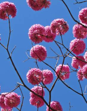 Fotografia 3 da espécie Handroanthus impetiginosus no Jardim Botânico UTAD