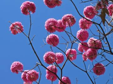 Fotografia da espécie Handroanthus impetiginosus