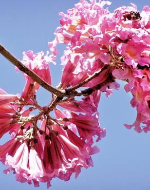 Fotografia 4 da espécie Handroanthus impetiginosus no Jardim Botânico UTAD