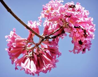 Fotografia da espécie Handroanthus impetiginosus