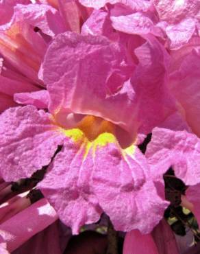 Fotografia 5 da espécie Handroanthus impetiginosus no Jardim Botânico UTAD