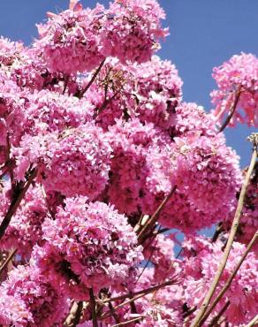 Fotografia 6 da espécie Handroanthus impetiginosus no Jardim Botânico UTAD