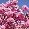 Fotografia 6 da espécie Handroanthus impetiginosus do Jardim Botânico UTAD