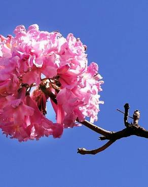 Fotografia 7 da espécie Handroanthus impetiginosus no Jardim Botânico UTAD