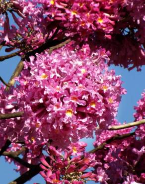 Fotografia 8 da espécie Handroanthus impetiginosus no Jardim Botânico UTAD