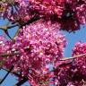 Fotografia 8 da espécie Handroanthus impetiginosus do Jardim Botânico UTAD