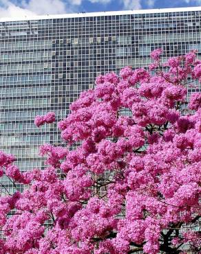 Fotografia 9 da espécie Handroanthus impetiginosus no Jardim Botânico UTAD