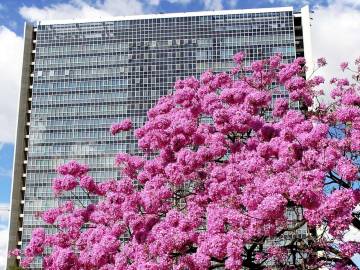 Fotografia da espécie Handroanthus impetiginosus