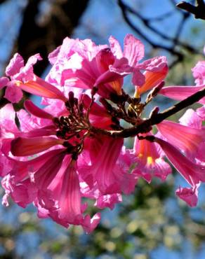 Fotografia 10 da espécie Handroanthus impetiginosus no Jardim Botânico UTAD