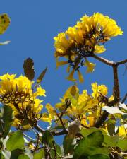 Fotografia da espécie Tabebuia aurea