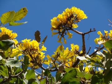 Fotografia da espécie Tabebuia aurea