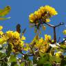 Fotografia 1 da espécie Tabebuia aurea do Jardim Botânico UTAD