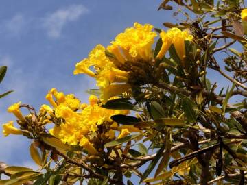 Fotografia da espécie Tabebuia aurea