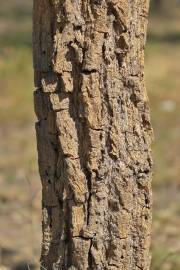 Fotografia da espécie Tabebuia aurea