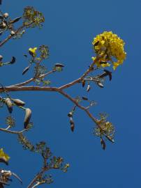 Fotografia da espécie Tabebuia aurea