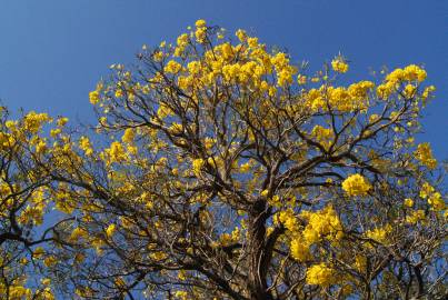 Fotografia da espécie Tabebuia aurea