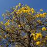 Fotografia 5 da espécie Tabebuia aurea do Jardim Botânico UTAD