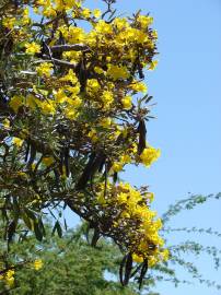 Fotografia da espécie Tabebuia aurea