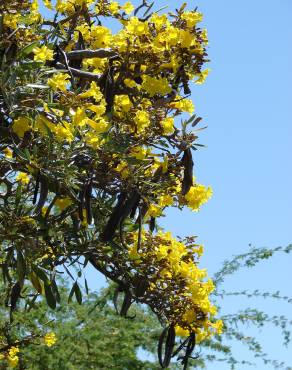 Fotografia 6 da espécie Tabebuia aurea no Jardim Botânico UTAD