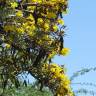 Fotografia 6 da espécie Tabebuia aurea do Jardim Botânico UTAD