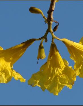 Fotografia 7 da espécie Tabebuia aurea no Jardim Botânico UTAD