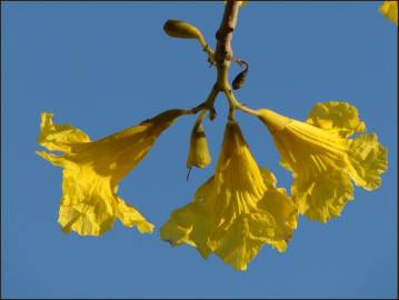 Fotografia da espécie Tabebuia aurea