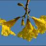 Fotografia 7 da espécie Tabebuia aurea do Jardim Botânico UTAD