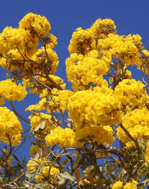 Fotografia 8 da espécie Tabebuia aurea no Jardim Botânico UTAD