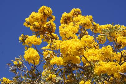 Fotografia da espécie Tabebuia aurea