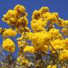 Fotografia 8 da espécie Tabebuia aurea do Jardim Botânico UTAD