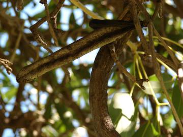 Fotografia da espécie Tabebuia aurea