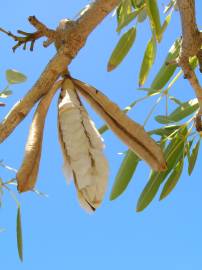 Fotografia da espécie Tabebuia aurea