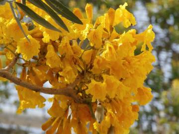 Fotografia da espécie Tabebuia aurea